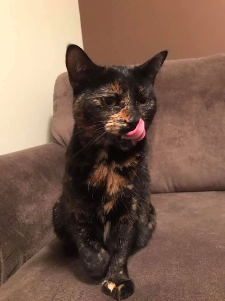 Cat on couch with tongue out