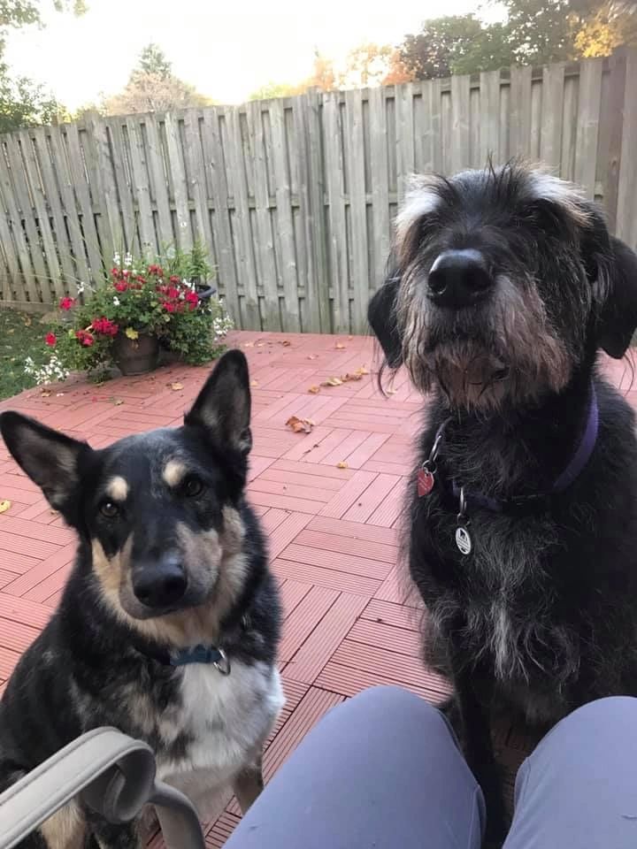 Dogs on brick patio backyard