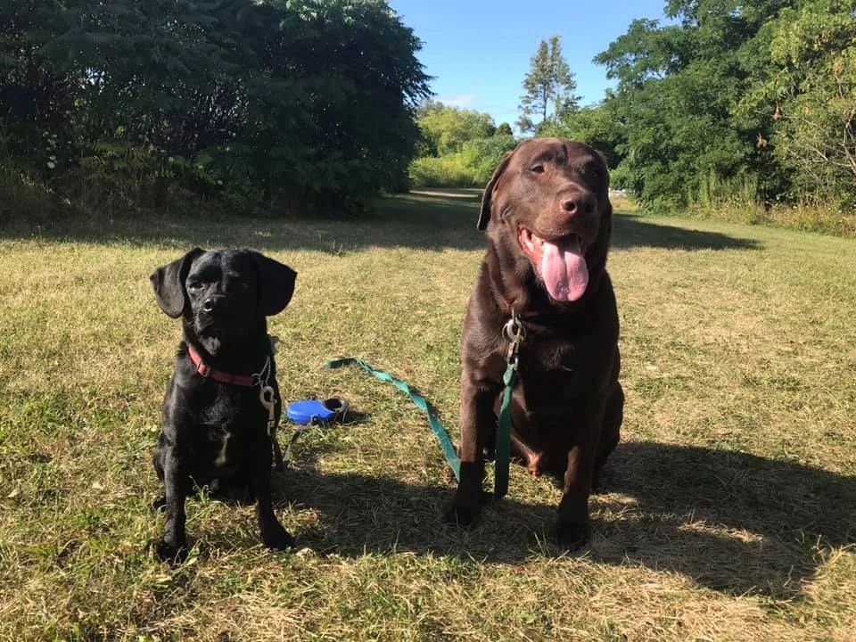 Dogs playing in sunny field