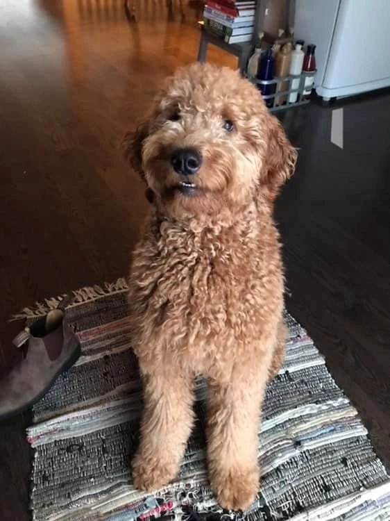 Fluffy goldendoodle in kitchen