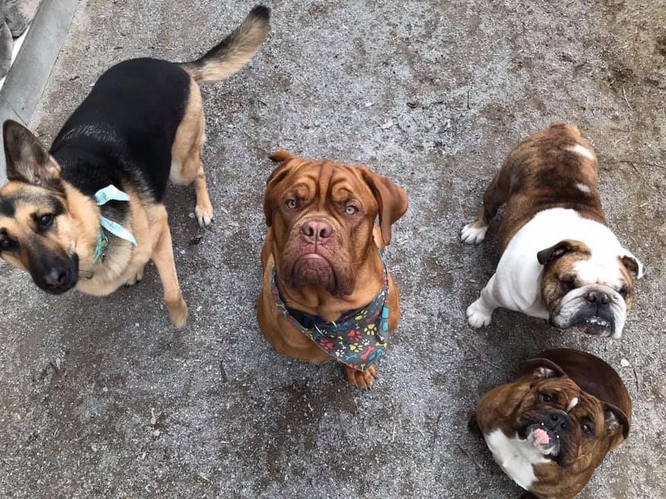 Group of dogs overhead shot