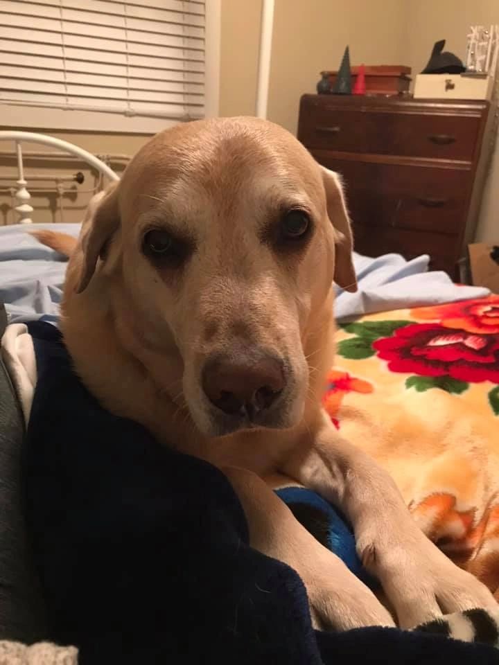 Labrador on bed in bedroom