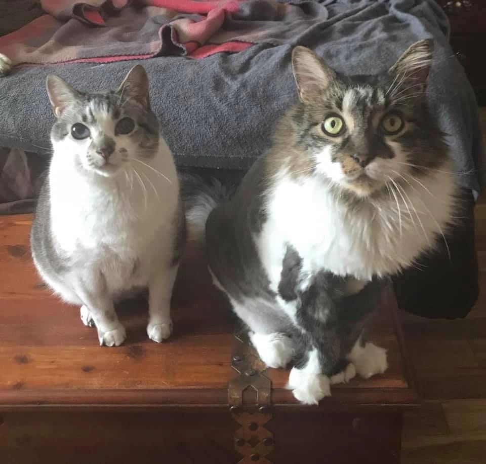 Two cats sitting on wooden floor